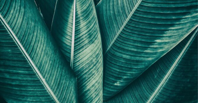 Junior I.C.E. Youth Program Summer  